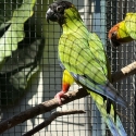 Breeding pair of Nanday Conures