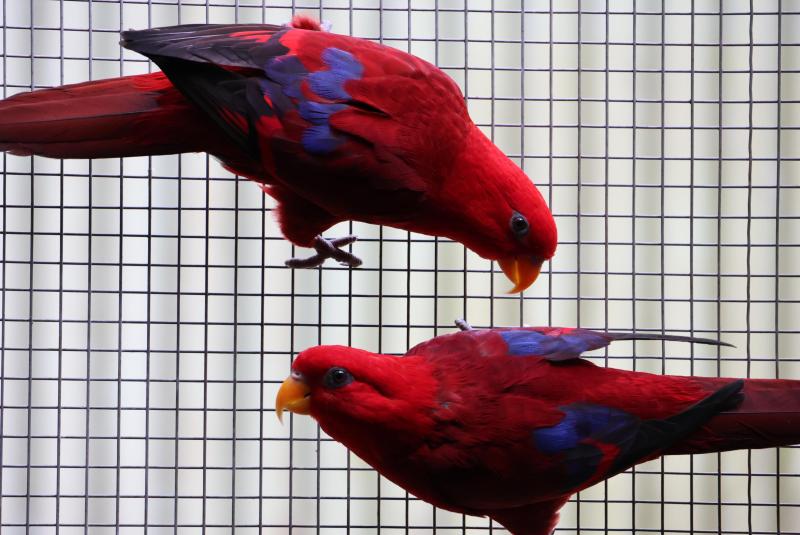 Breeding pair of Buru Pure  Red Lories for sale