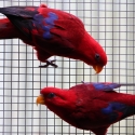 Breeding pair of Buru Pure  Red Lories for sale