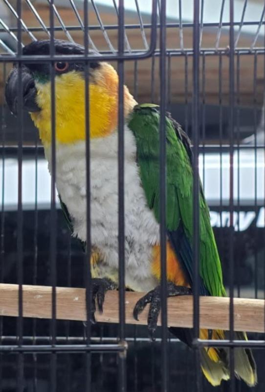 Black Headed Caique Female