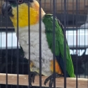 Black Headed Caique Female