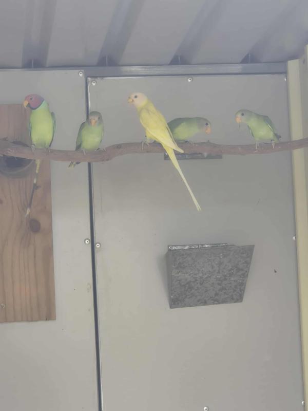 Split Dilute Plumheaded Parrots