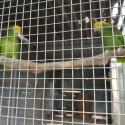 Bonded pair of Double Yellow Headed Amazons