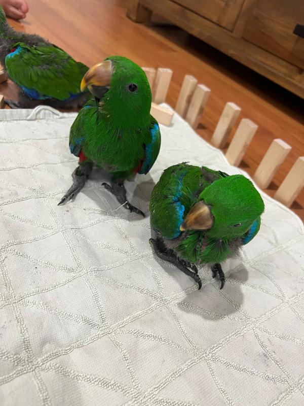 Macaw & Eclectus Babbies ( Please Read ad)