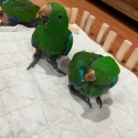Macaw & Eclectus Babbies ( Please Read ad)