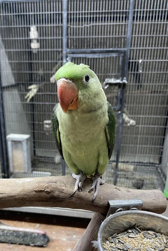 Hand Raised baby Alexandrine