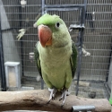 Hand Raised baby Alexandrine