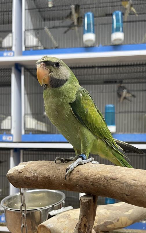 Hand Raised Moustached Parrot