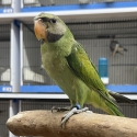 Hand Raised Moustached Parrot