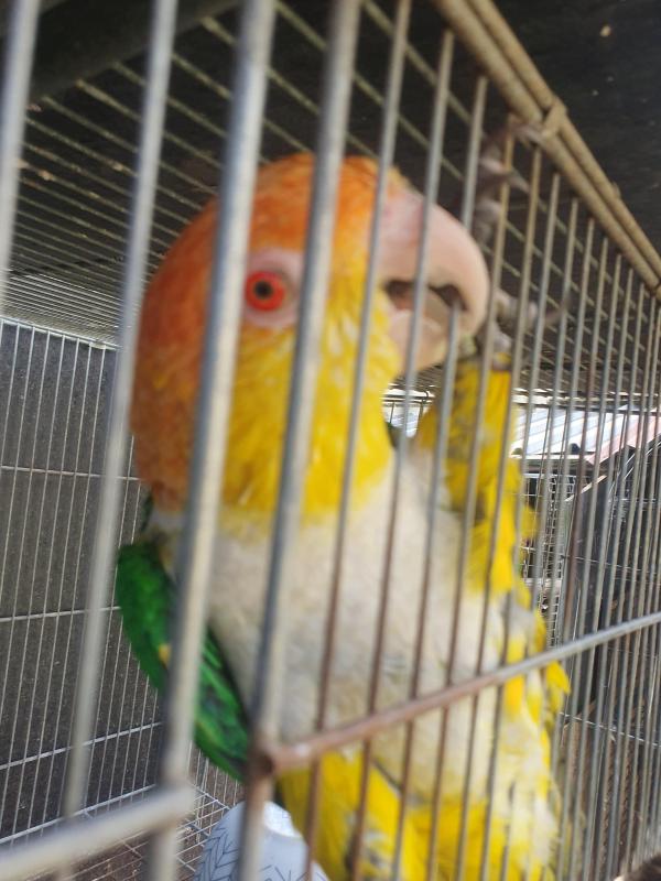WT bellied caique male