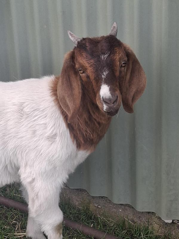 Boer and Boer x goats