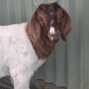 Boer and Boer x goats