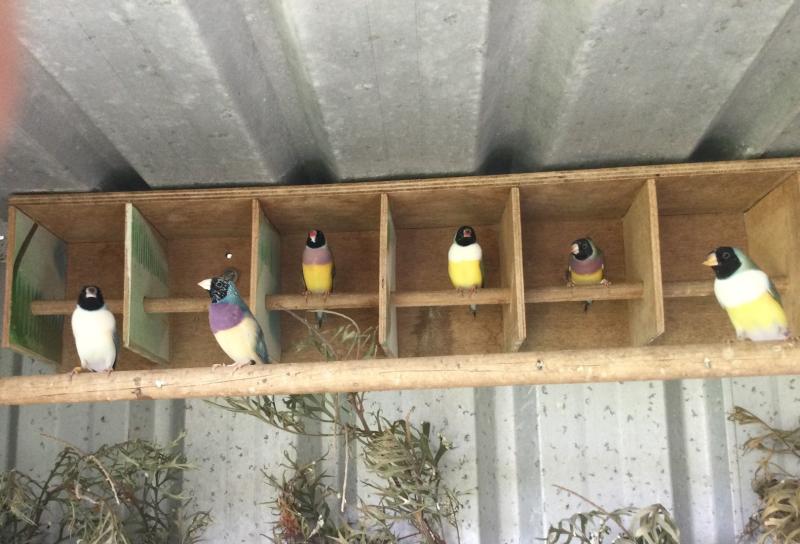 Blue Gouldian Finches