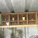 Blue Gouldian Finches