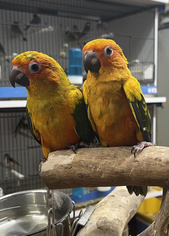 Hand Raised baby Sun conure