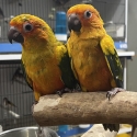 Hand Raised baby Sun conure