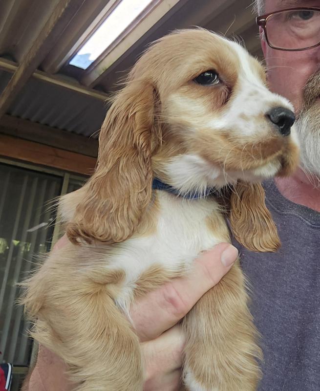 English cocker spaniel puppies