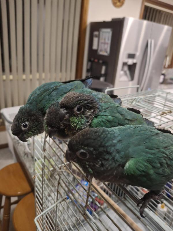 Hand RearedTurquoise green cheeked conures