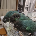 Hand RearedTurquoise green cheeked conures