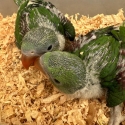 Baby Alexandrine