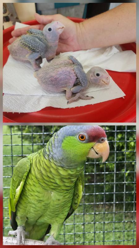 Baby Lilac Crowned Amazons