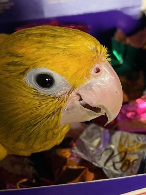 Golden Conure thinks she is human