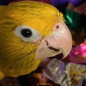 Golden Conure thinks she is human