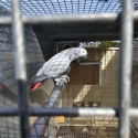 African Grey breeding pairs