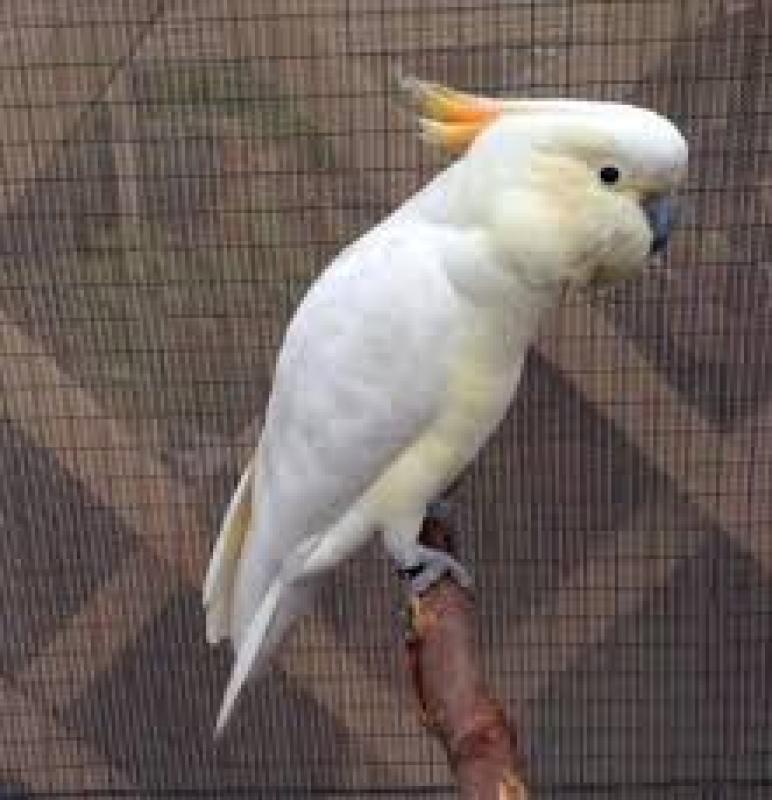 Cocktail x Major Mitchell HYBRID