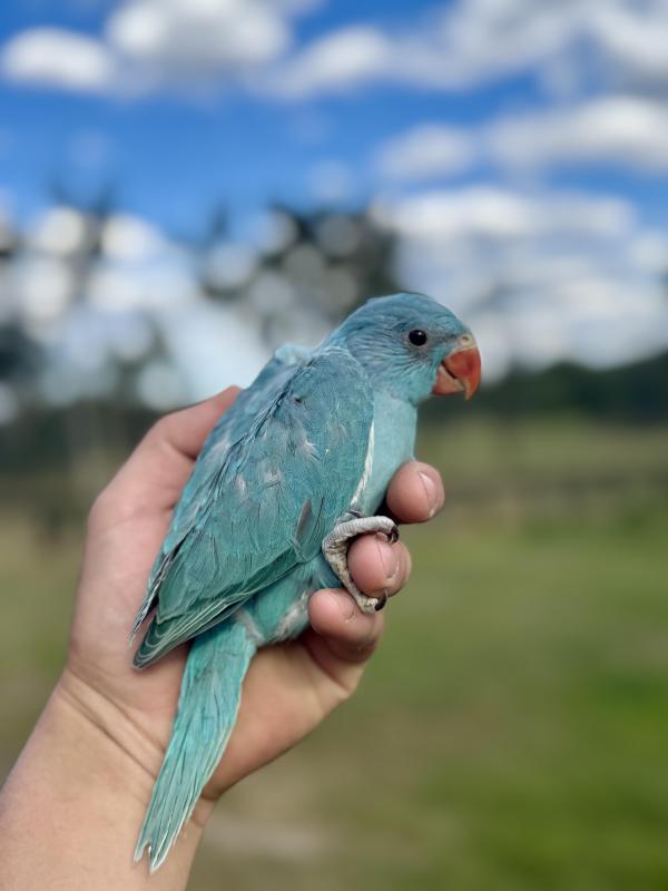 Indian Ringneck Babies