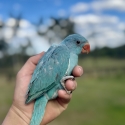 Indian Ringneck Babies