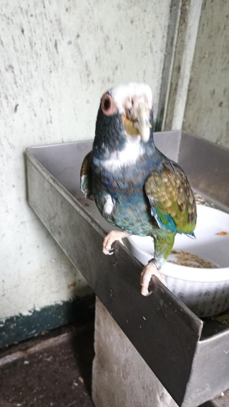Breeding pair of White capped Pionus porce sale