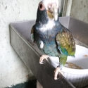 Breeding pair of White capped Pionus porce sale