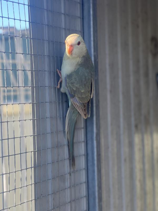 Fallow Blue Kakariki mutations