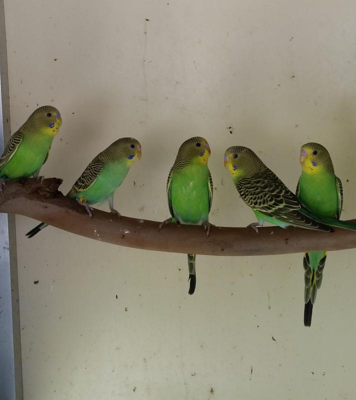 Pure Normal Bush Budgies