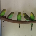 Pure Normal Bush Budgies