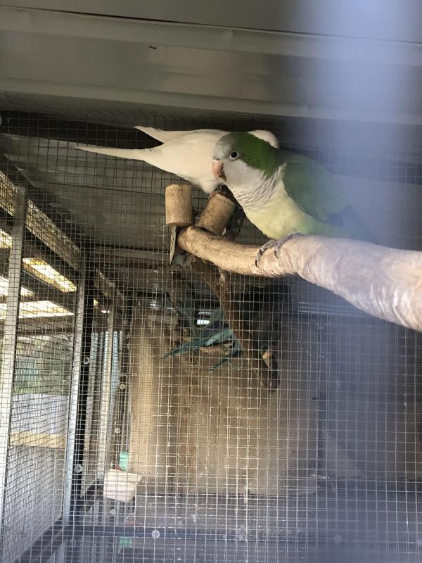 Breeding Pair Of Quakers