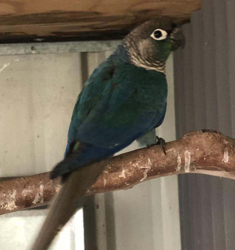 DFVT Green Cheek Conure