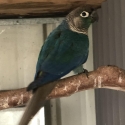 DFVT Green Cheek Conure