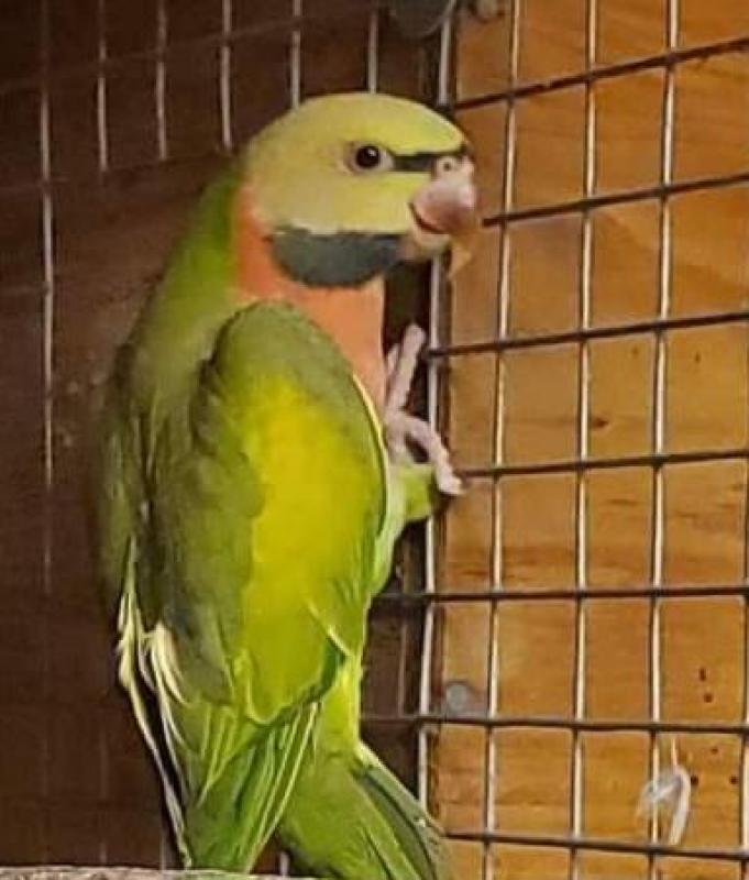 WTB Mature or one year old Fallow Moustache Hen