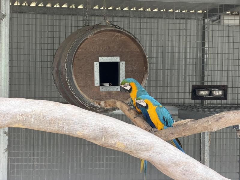 Blue and gold macaw breeding pair