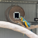 Blue and gold macaw breeding pair