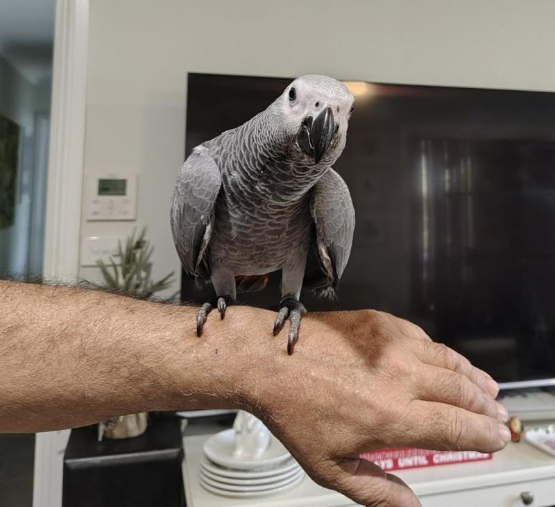 Handreared African grey