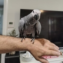 Handreared African grey