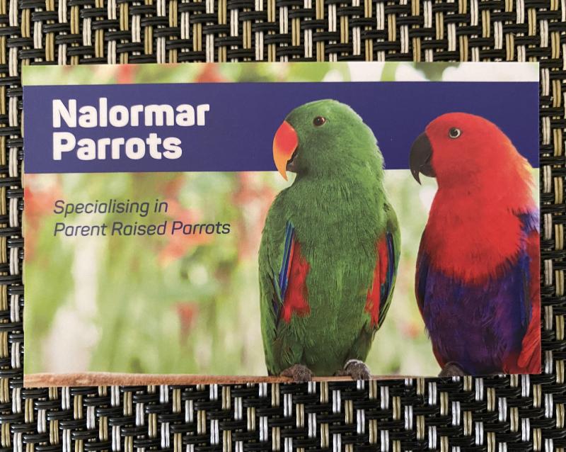 YELLOW CROWN AMAZON PAIR