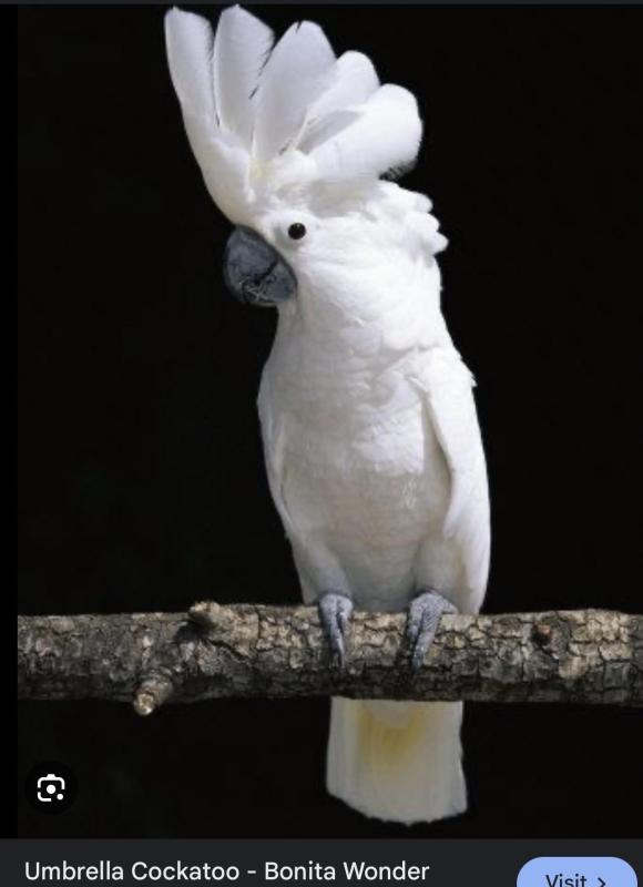 Wanted umbrella cockatoo