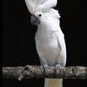 Wanted umbrella cockatoo