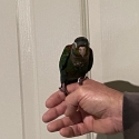 H/raised crimson bellied conure