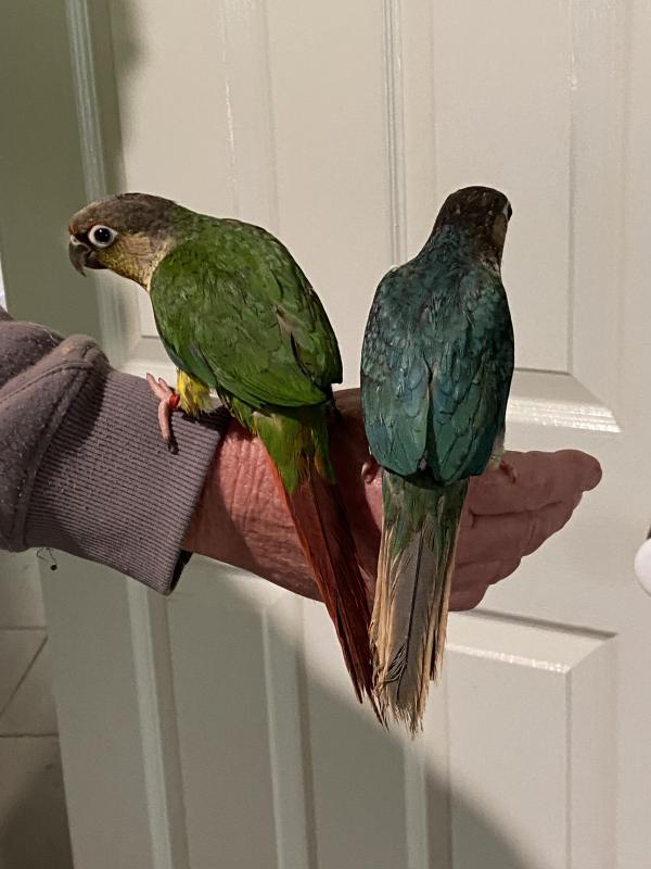 H/raised green cheeked conures for pets