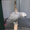 Mature African Greys